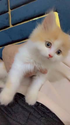 Persian kitten sale