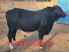 *Qurbani bulls | Bachra | Desi bulls | Wehra | بچھڑا | Qurbani 2025*