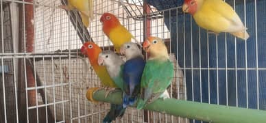Love birds