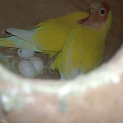love birds pairs