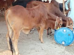 Cow