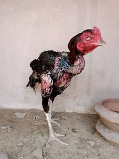 Aseel
