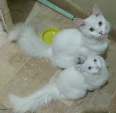 Persian cats