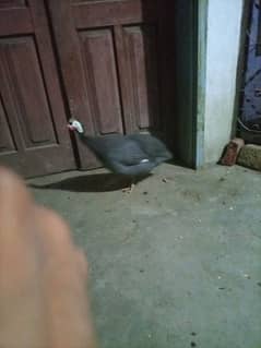 Gunia Fowl Tetri Adult Pair