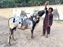 Bachre