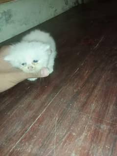 Persian kitten