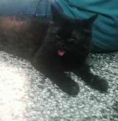 sell Persian black cat