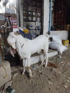 Gulabi Bakra/Bakra/Desi Bakra/Goat Sale/Qurbani ka Janwar/Male Goat