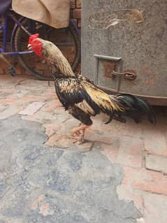 aseel breader male