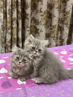 Piki-Punch face Kitten Pair