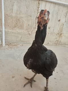 Mushka