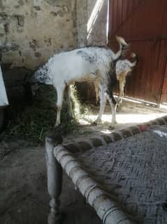 MAKHI