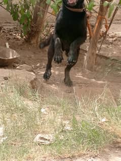 british Labrador family friendly high quality