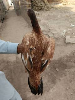 lakhi