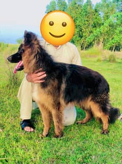 Male Garman shaped 3cout full loang hair good quality