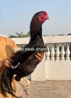 German shamo | white shamo | Black shamo | aseel shamo | chicks | hens
