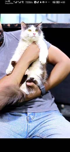 persian cat - Tripple Coted