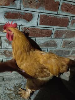 Golden,Grey,White heavy buff and polish male