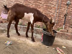 2 teeth bakra Sale 32 kg weight