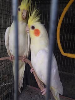 Cocktail,