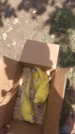 Parrot for sale