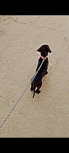 labra