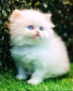 Persian