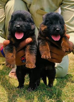 German Shepherd Long Coat Pair / German Shepherd Puppies