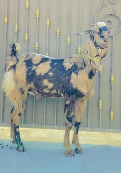 3 Bakray | Kamori & Mona | Goat | Qarbani | 2 Dant | بکرا