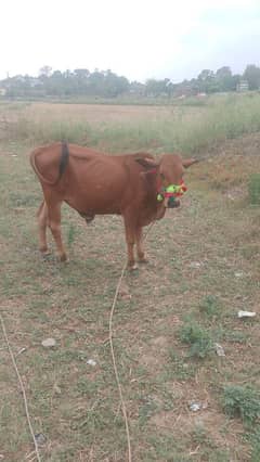 qurbani