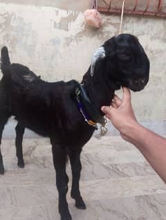 bakra