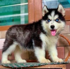 Siberian Husky Male Puppy | Blue Eyes Woolly WhatsApp 03234414509