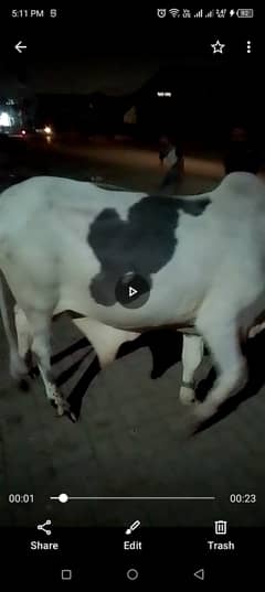 2 dant bachra for sale 0347-2278770