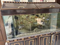 Fishes for sale