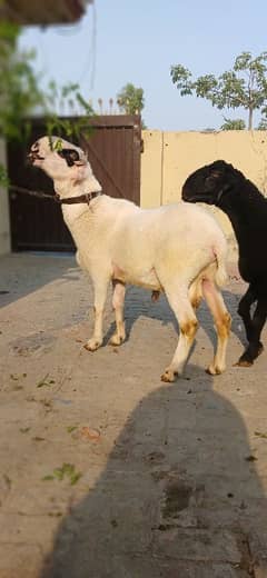 Sheep for Qurbani