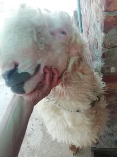 2 Healthy mundra sheep available for sale