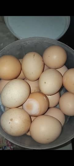 bantam eggs