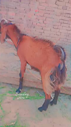 qurbani ke liye sel karna hai argent