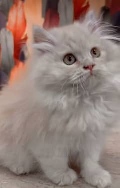 Persian