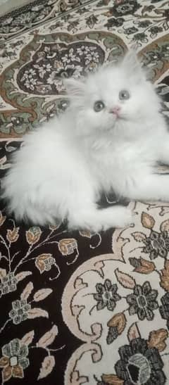 Persian