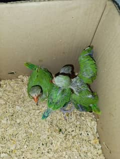 Chicks for sale