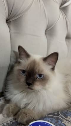 Selling my cats