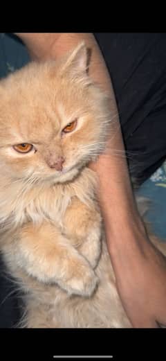 Selling my cats