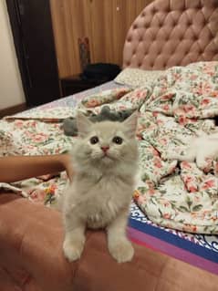 Brown Persian kitten