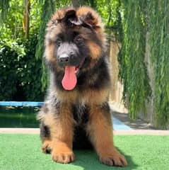 German Shepherd puppies 03255520926