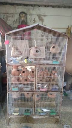 birds