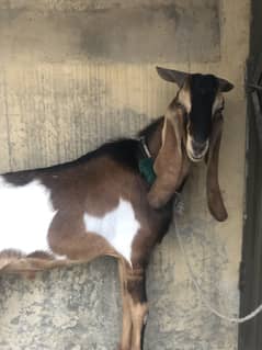 Bakra Qurbani 2025 whtsapp 0343/567/4872