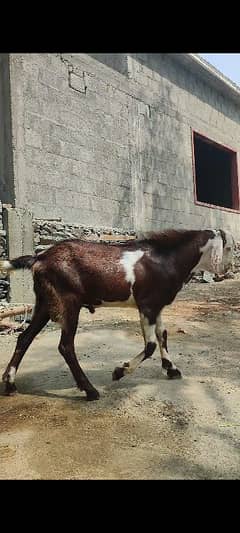 Bakra for qurbani