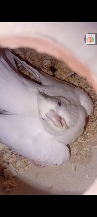 lovebirds breeder pair for sale blue personata female green opline mal