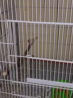 shaftail red eye finch